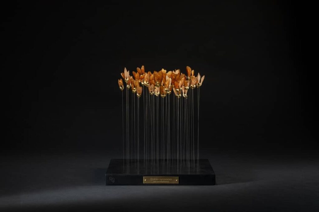 erable-sycomore-domaine-chaumont-sophie-blanc-doreuse