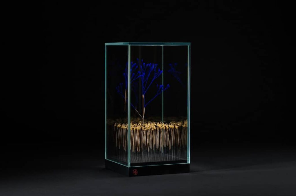 # Rêverie sur la planèze : brins de lampsane bleus et ail décoratif