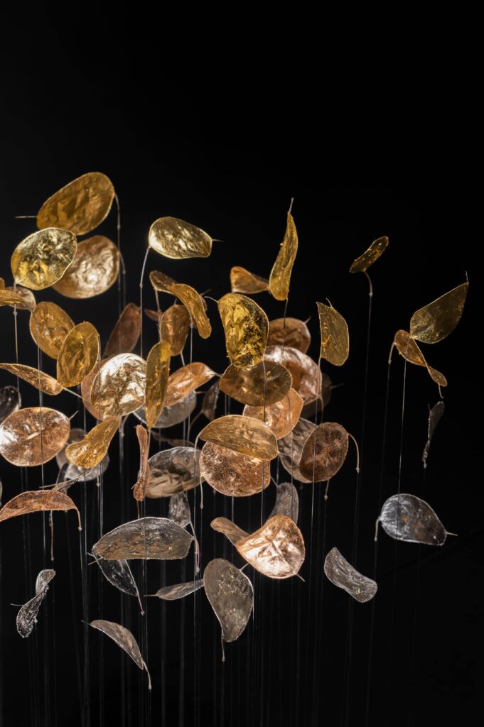 # Ciel d'orage : Monnaie-du-pape (Lunaria annua) avec des ors différents (supérieur, rouge, rose, moon, caplain)
