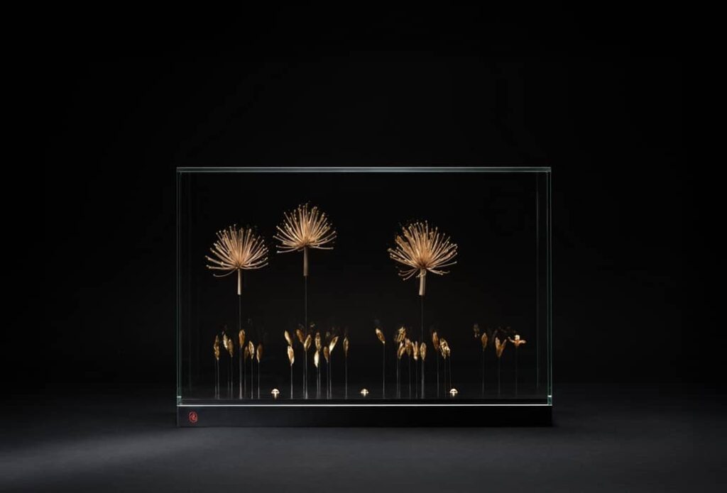 # Une fleur au soleil : inflorescences et fruits d’agapanthes (Agapanthus campanulatus)