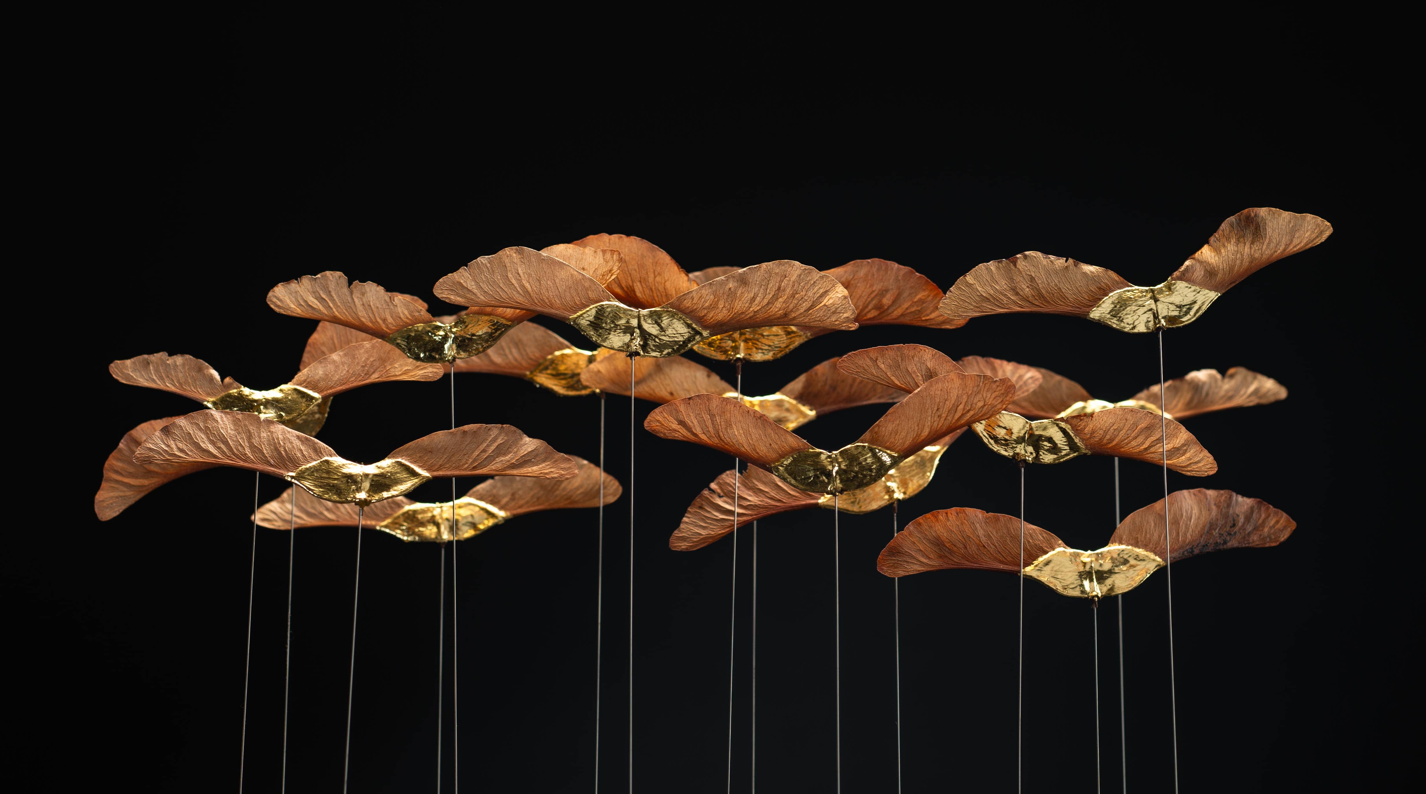 # Une lumière dans l'enfance : Œuvre composée de samares d'érable plane