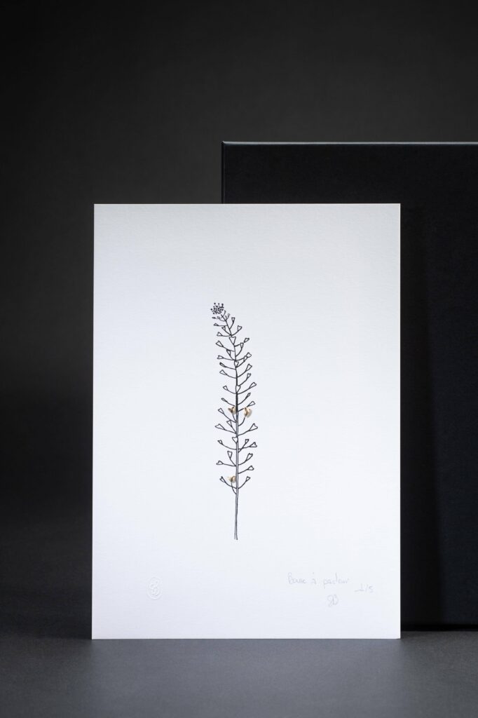 dessin-bourse-a-pasteur-sophie-blanc-doreuse