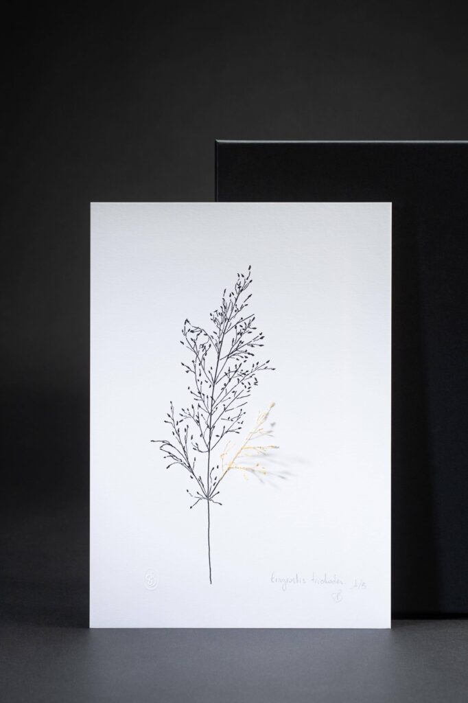 dessin-eragrostis-sophie-blanc-doreuse