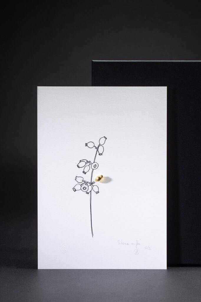 dessin-silene-enfle-sophie-blanc-doreuse