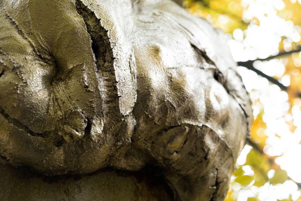 entre-terre-et-ciel-21-sophie-blanc-doreuse