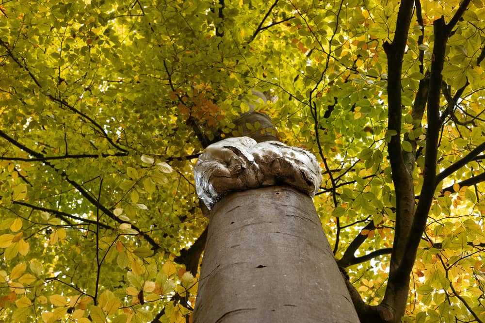 entre-terre-et-ciel-38-sophie-blanc-doreuse