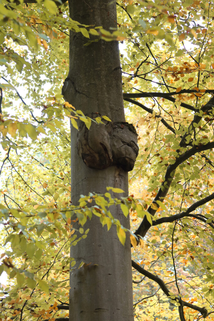 entre-terre-et-ciel-sophie-blanc-doreuse