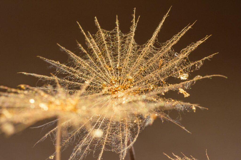 l-illusion-de-l-ordre-d11-sophie-blanc-doreuse