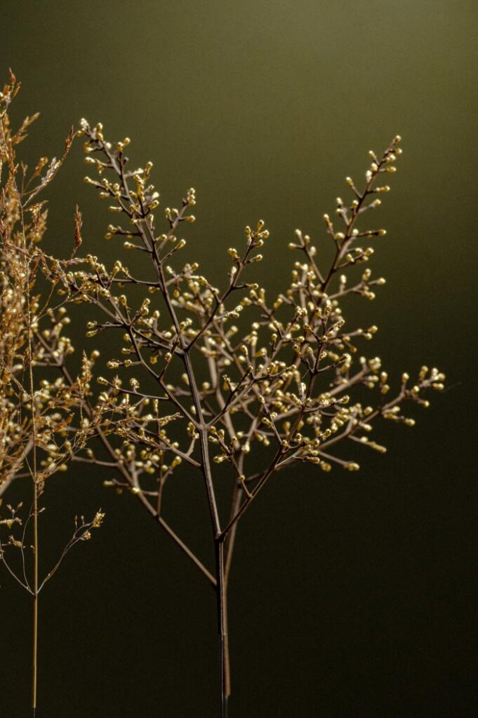 une-lumiere-dans-la-canopee-d9-sophie-blanc-doreuse